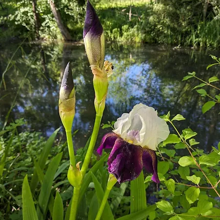 Graines De Nature - Insolites Saint-Eutrope-de-Born